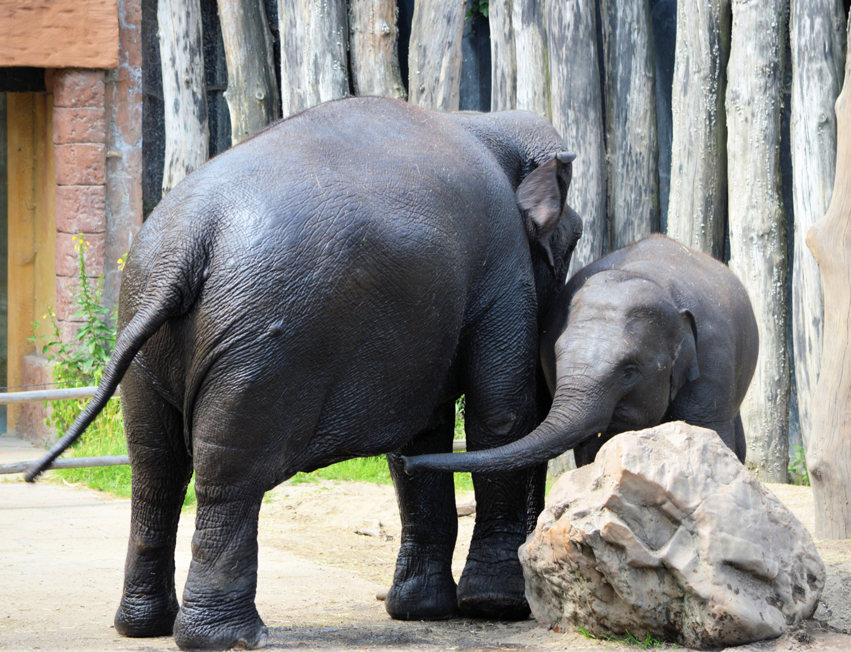 mother and baby elephant in zoo