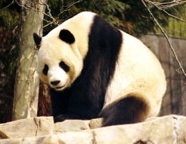 Giant Panda