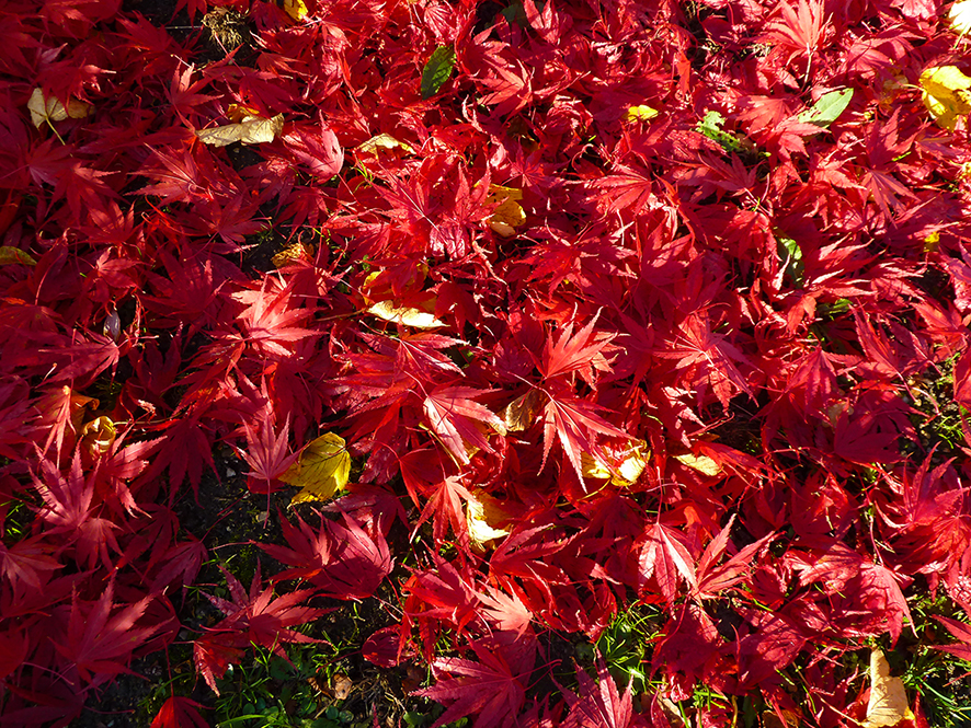 Red autumn leaves fallen on the ground