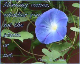 good morning quote with blue flower