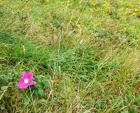 the last rosehip flower before winter