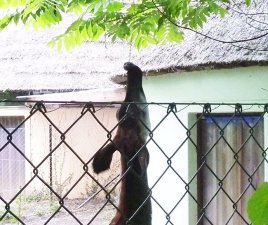 Okapi taking leaves with tongue