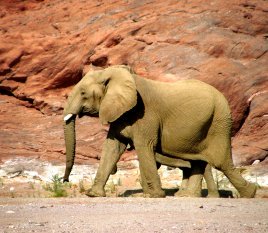 elephant in Rocky Canyon