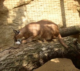 Caracal eating a white mouse
