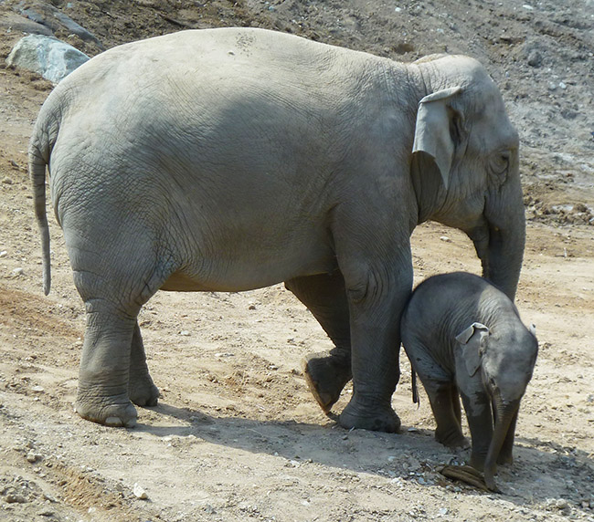 Asian female elephant nursing young one