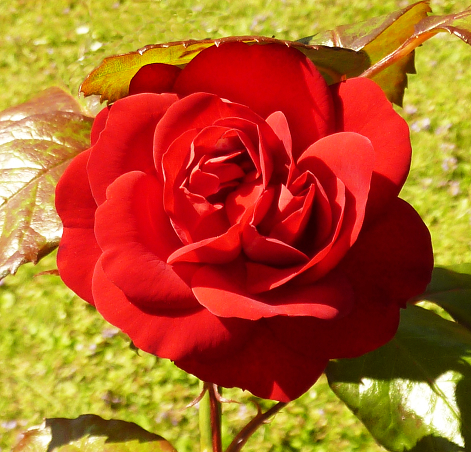 red rose in full bloom