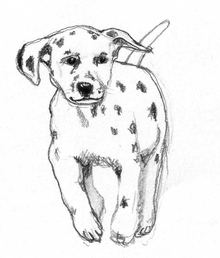 pencil drawing of Dalmatian puppy