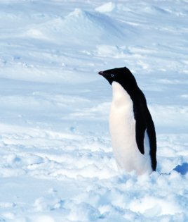 Adelie penguin pictures