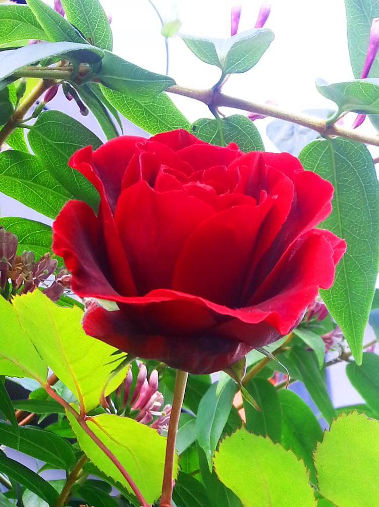 photo of single red rose