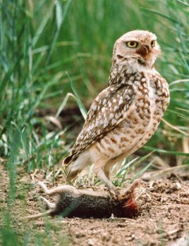 western burrowing owl with mouse