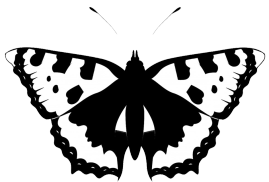 black white butterfly silhouette