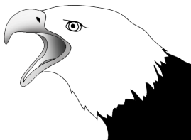 Drawing of screaming bald eagle