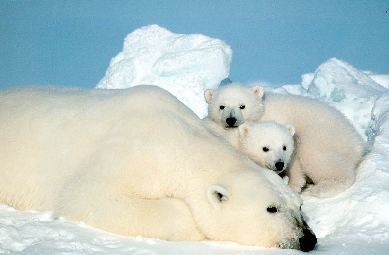 polar bear with cubs