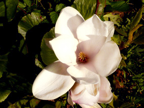 flowers clip art magnolia