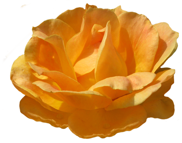 Rosa Zonta orange rose image