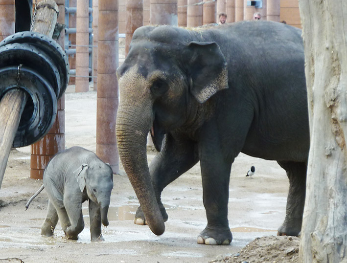 Asian elephants playing with mud