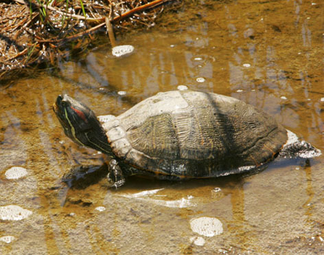 Red eared Slider turtle