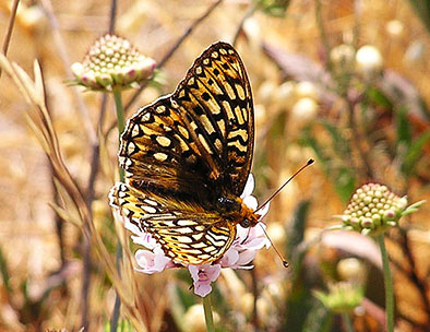 butterfly pictures speyeria