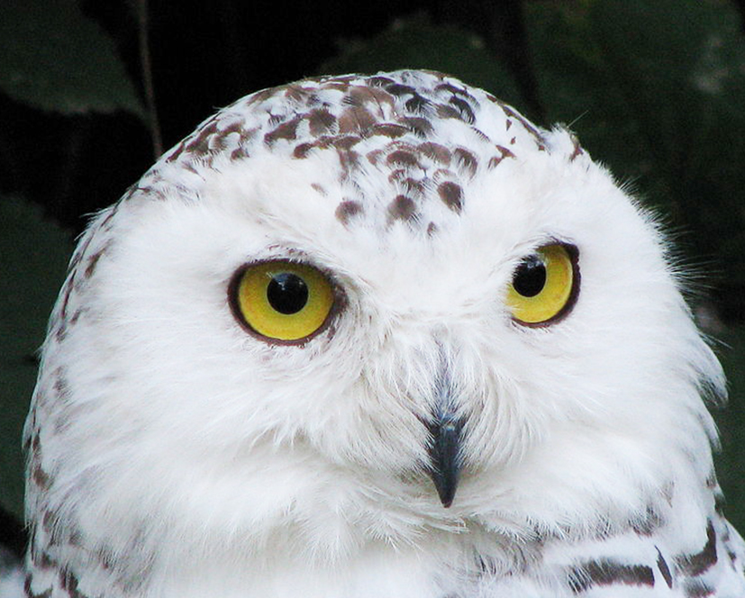 head of Snowy owl
