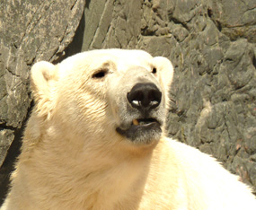 face of polar bear close up