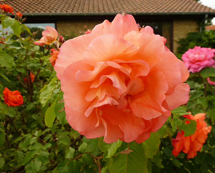 picture of soft red rose