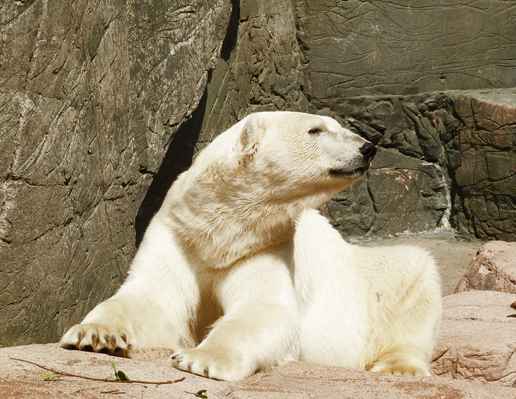 polar bear looking to the left