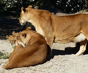big-picture of lion family