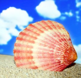sea shell in sand