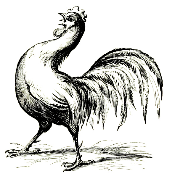 hen illustration 