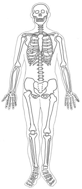 human body diagram sceleton