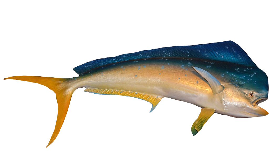 Dolphin fish pictures