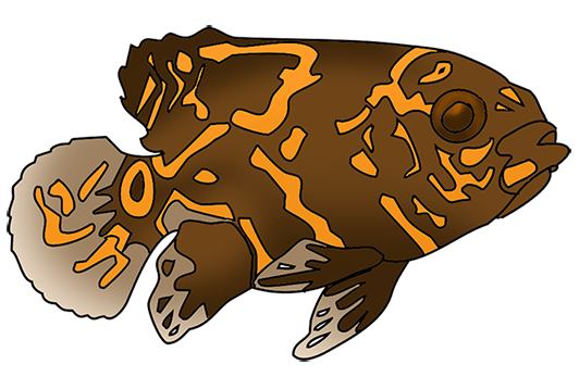 Very spotted fish drawing