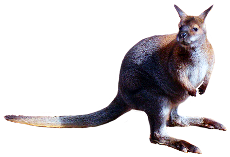 animal cut-out of kangaroo