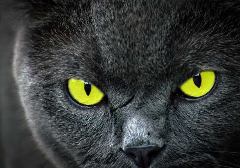 Halloween cat