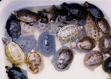 turtle pictures tub of terrapins