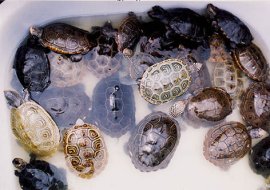 turtle pictures tub of terrapins