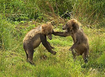 Two Kodiak brown bear cups playing