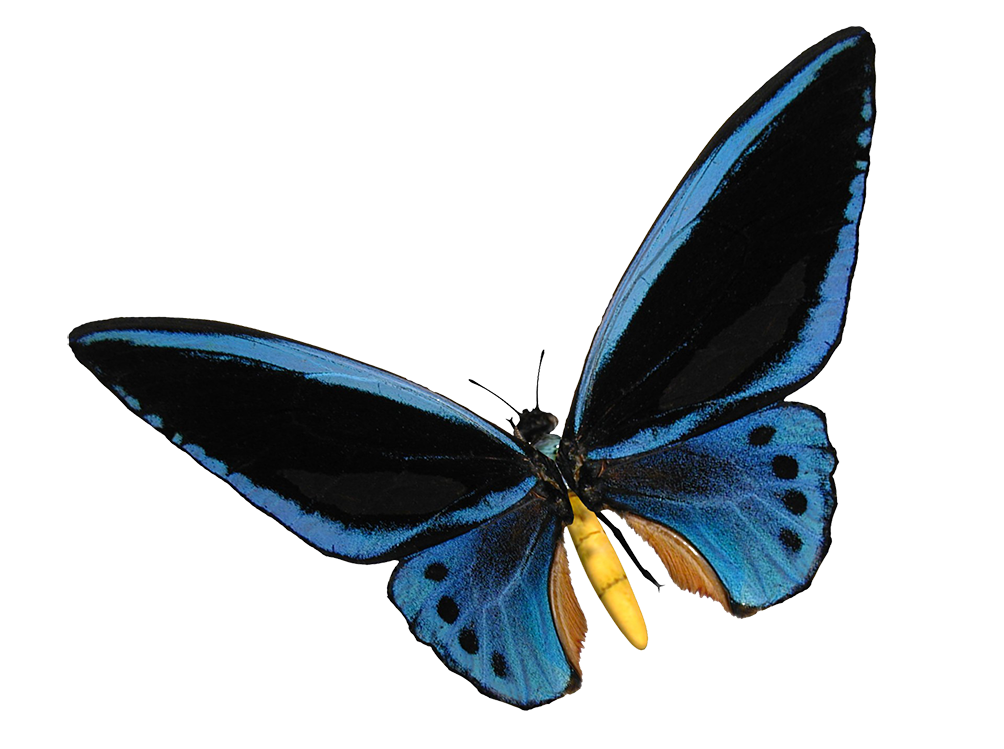 blue birdwing butterfly cut-out