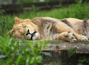 sleeping lion clip art