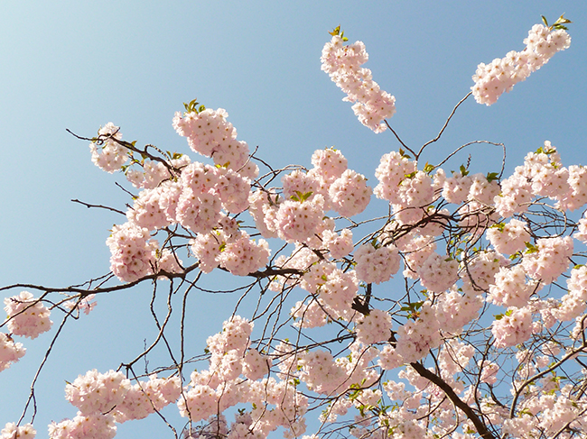 Japanese cherry blooming in the spring