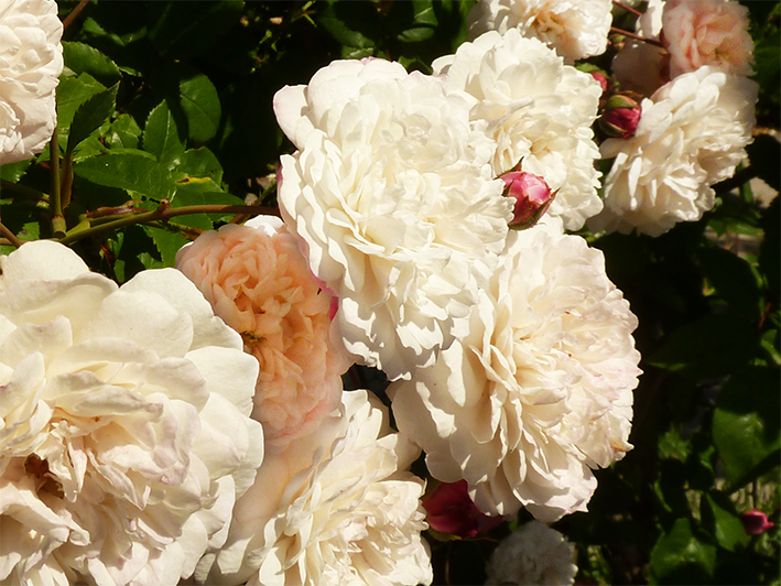 a host of white roses