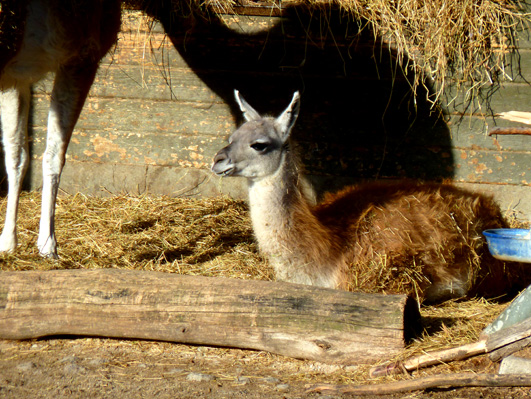 Baby Guanako