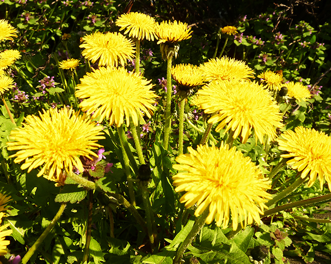 dandelions in bloom in spring