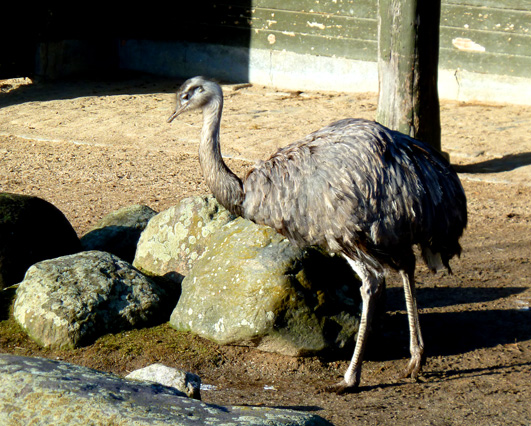 Rhea Americane nandu