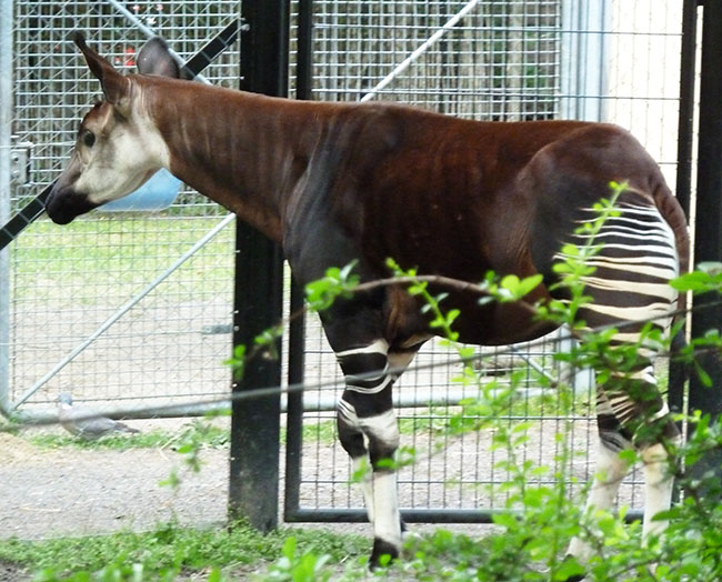 Okapi walking