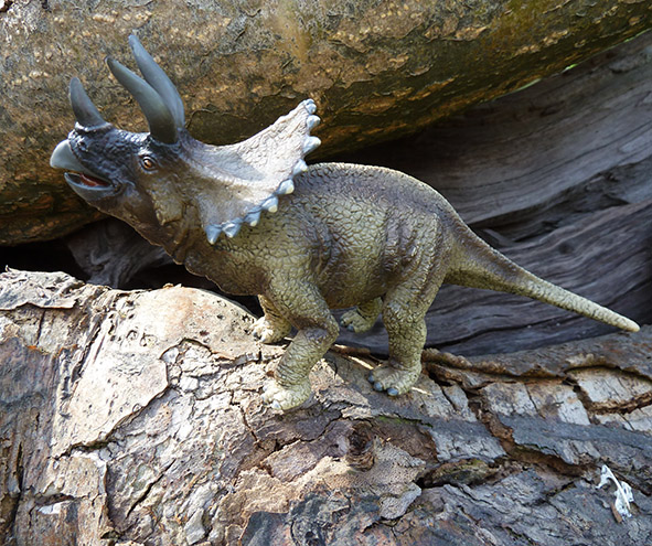 Triceraptos dinosaurus