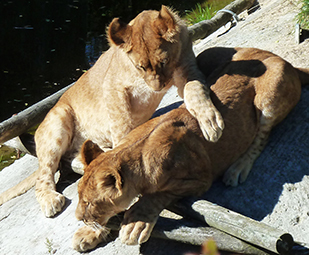 big photo playing lion cubs