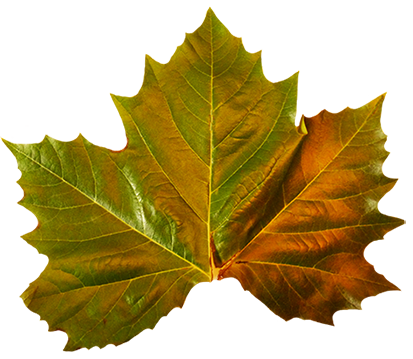 green leaf autumn clipart