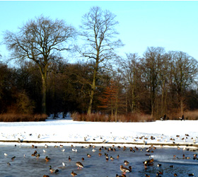 winter landscape birds lake