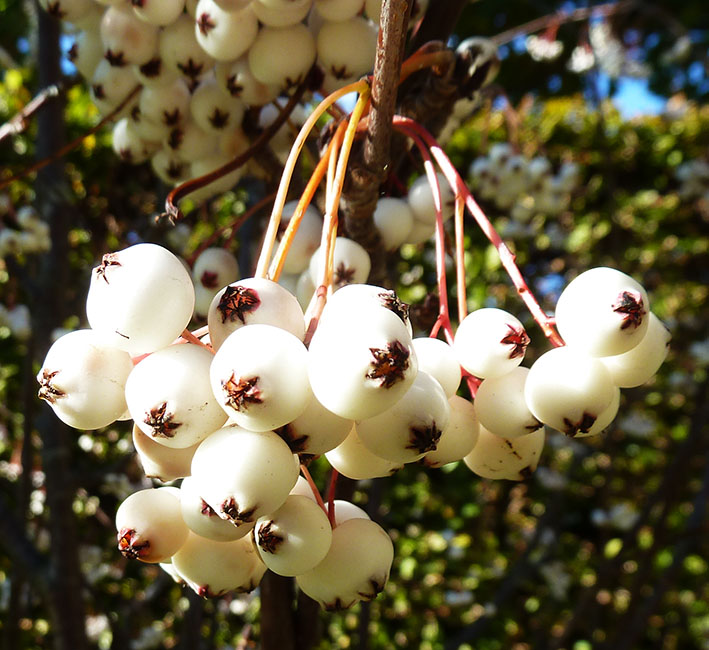 white fall berries